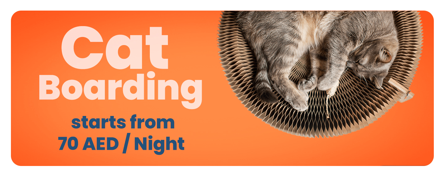 cat boarding