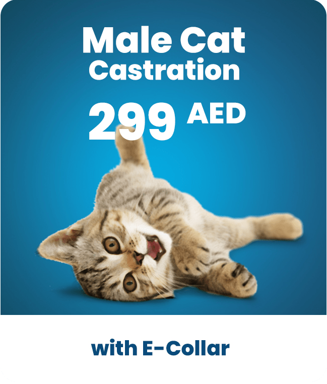 male cat
